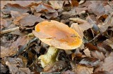 Cortinarius elegantissimus image