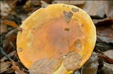 Cortinarius elegantissimus image