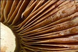 Cortinarius elegantissimus image