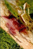 Cortinarius elegantissimus image