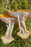 Cortinarius elegantissimus image