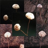 Marasmius bulliardii image