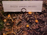 Mycena strobilinoidea image