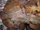 Coriolopsis gallica image