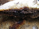 Coriolopsis gallica image