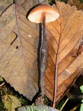 Macrocystidia cucumis image