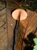 Macrocystidia cucumis image