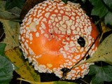 Amanita muscaria var. flavivolvata image