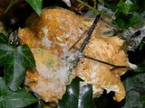 Amanita muscaria var. flavivolvata image