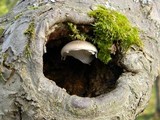 Pleurotus dryinus image
