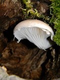 Pleurotus dryinus image