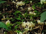 Clavulina coralloides image