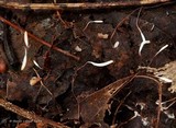 Typhula erythropus image