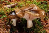 Hygrophorus fuligineus image