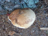 Tylopilus felleus image