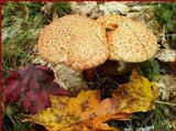 Boletus chrysenteron image
