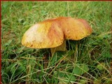 Boletus subglabripes image