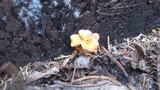Chrysomphalina aurantiaca image