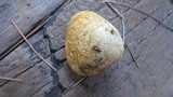 Rhizopogon occidentalis image