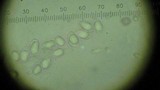 Rhizopogon occidentalis image