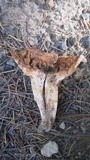 Gomphus bonarii image