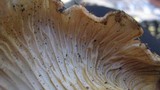 Gomphus bonarii image