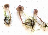 Mycena rubromarginata image