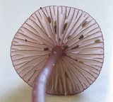 Mycena rubromarginata image