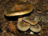 Russula crustosa image