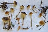 Mycena aurantiomarginata image