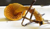 Mycena aurantiomarginata image