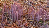 Alloclavaria purpurea image