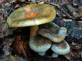 Russula crustosa image