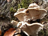 Ganoderma sessile image