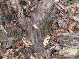 Ganoderma sessile image