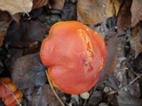 Hygrocybe punicea image