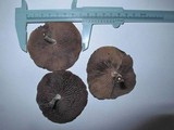 Psilocybe azurescens image