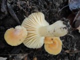Cuphophyllus pratensis image