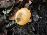 Cuphophyllus pratensis image