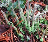 Cladonia cornuta image