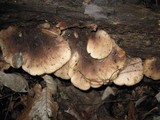 Lentinellus ursinus image