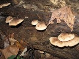 Lentinellus ursinus image