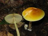 Amanita banningiana image