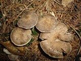 Tricholoma scalpturatum image