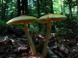 Amanita banningiana image