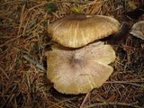 Tricholoma scalpturatum image