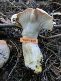 Hygrophorus pudorinus image