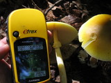 Amanita banningiana image