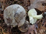 Tricholoma portentosum image