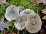Tricholoma portentosum image
